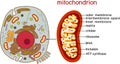 Structure of Animal cell and mitochondrion. Educational material for biology lesson Royalty Free Stock Photo